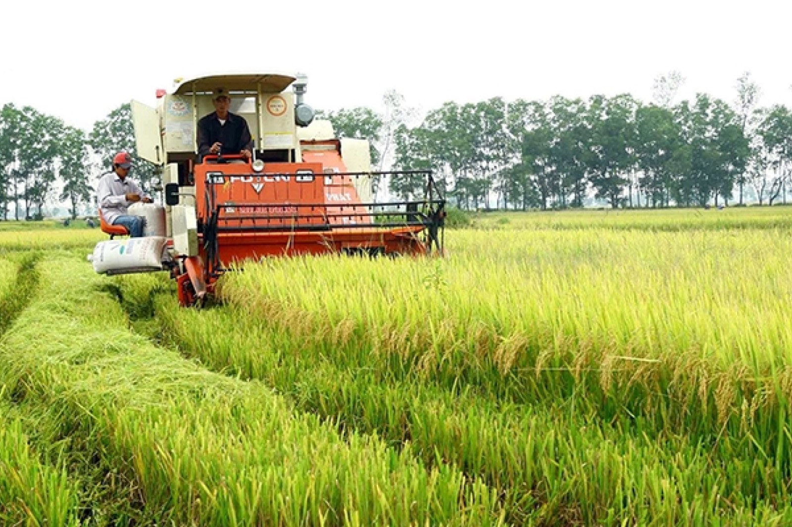 Lựa chọn địa điểm trồng lúa thích hợp dựa trên mô hình quyết định đa tiêu chí tại tỉnh Quảng Trị