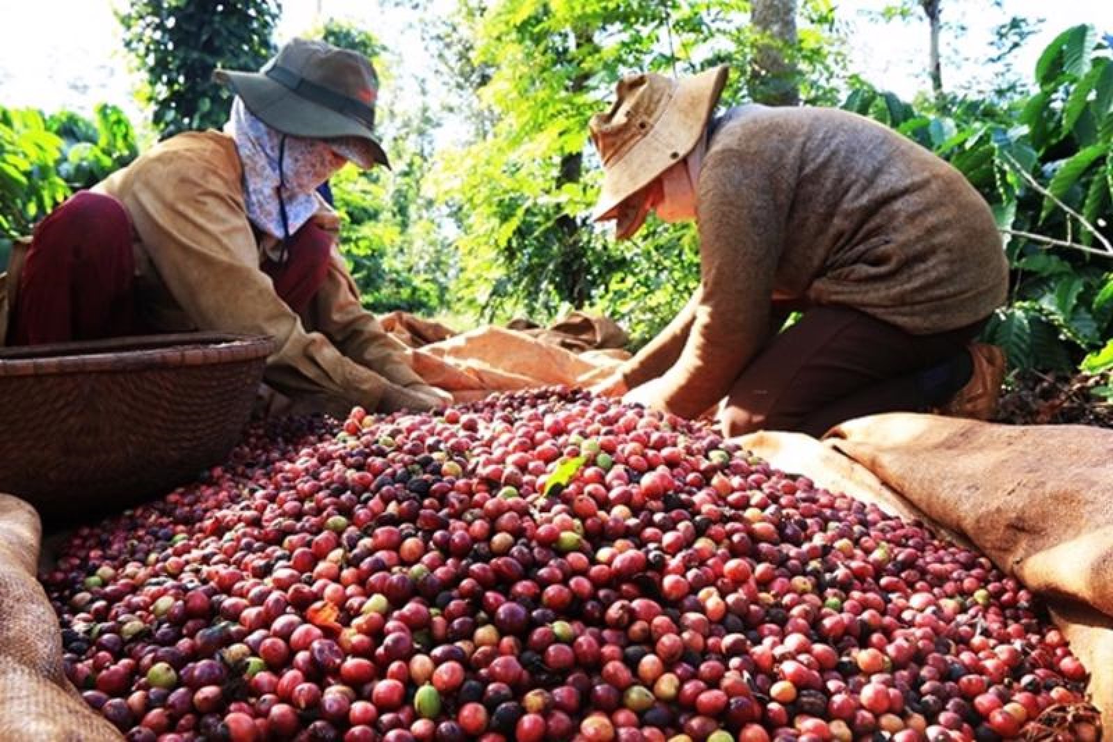 Đặc tính biến động của giá cà phê Việt Nam xuất khẩu và cơ chế truyền dẫn của các nhân tố ảnh hưởng: Cách tiếp cận chuyển đổi trạng thái Markov 